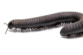 Odontostreptus sjoestedti Cameroon adult